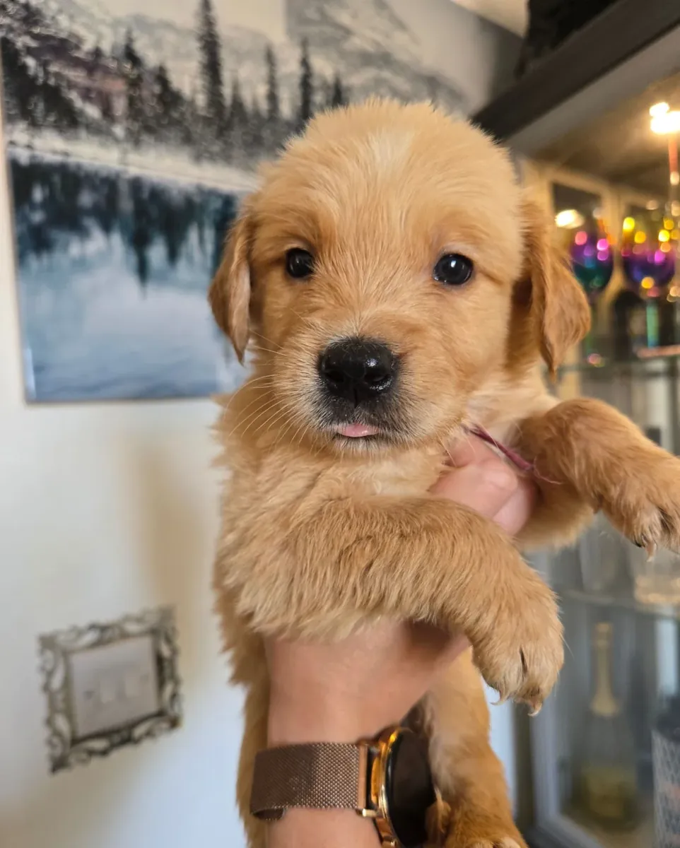 健康的金毛寻回犬幼犬