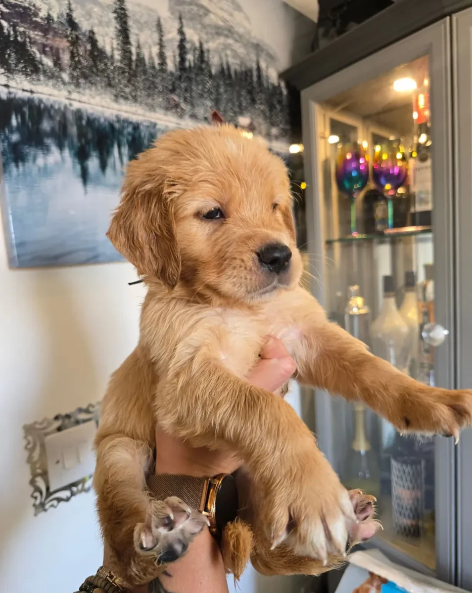 健康的金毛寻回犬幼犬
