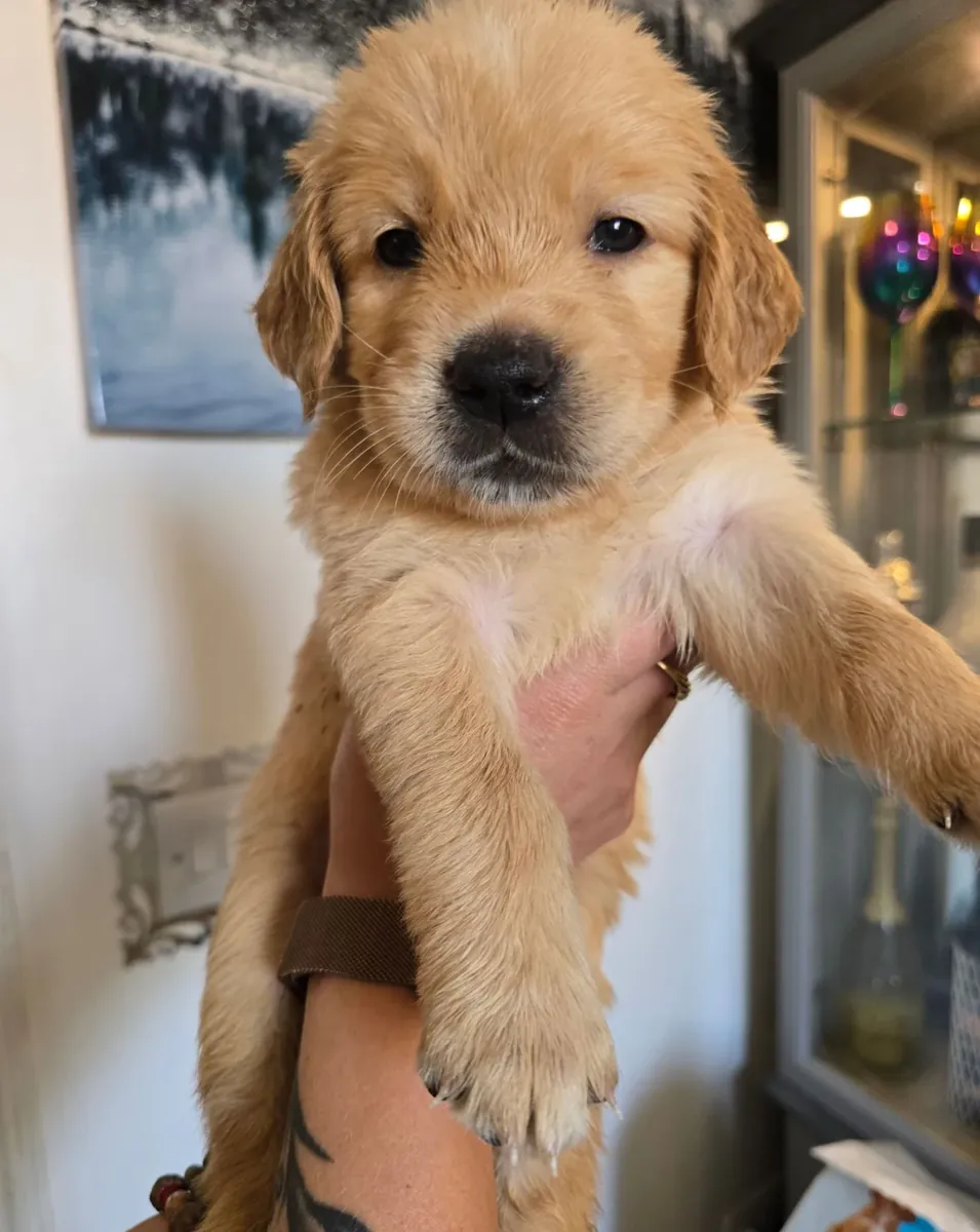 Deux charmants chiots Golden Retriever