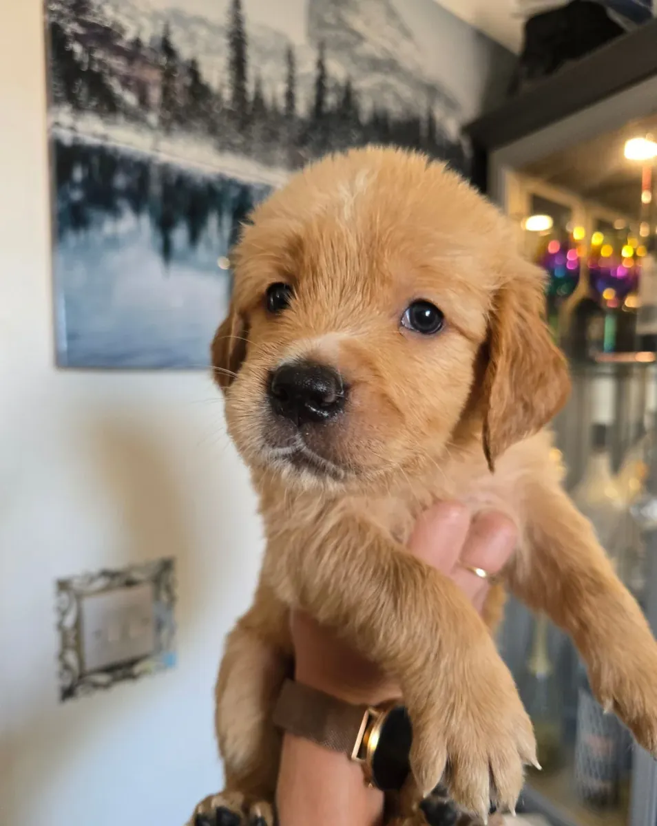 优质金毛寻回犬幼犬