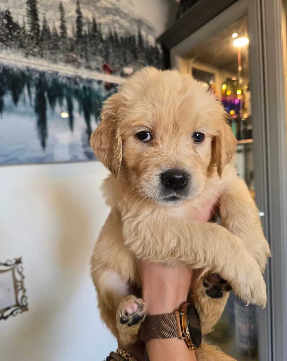 优质金毛寻回犬幼犬