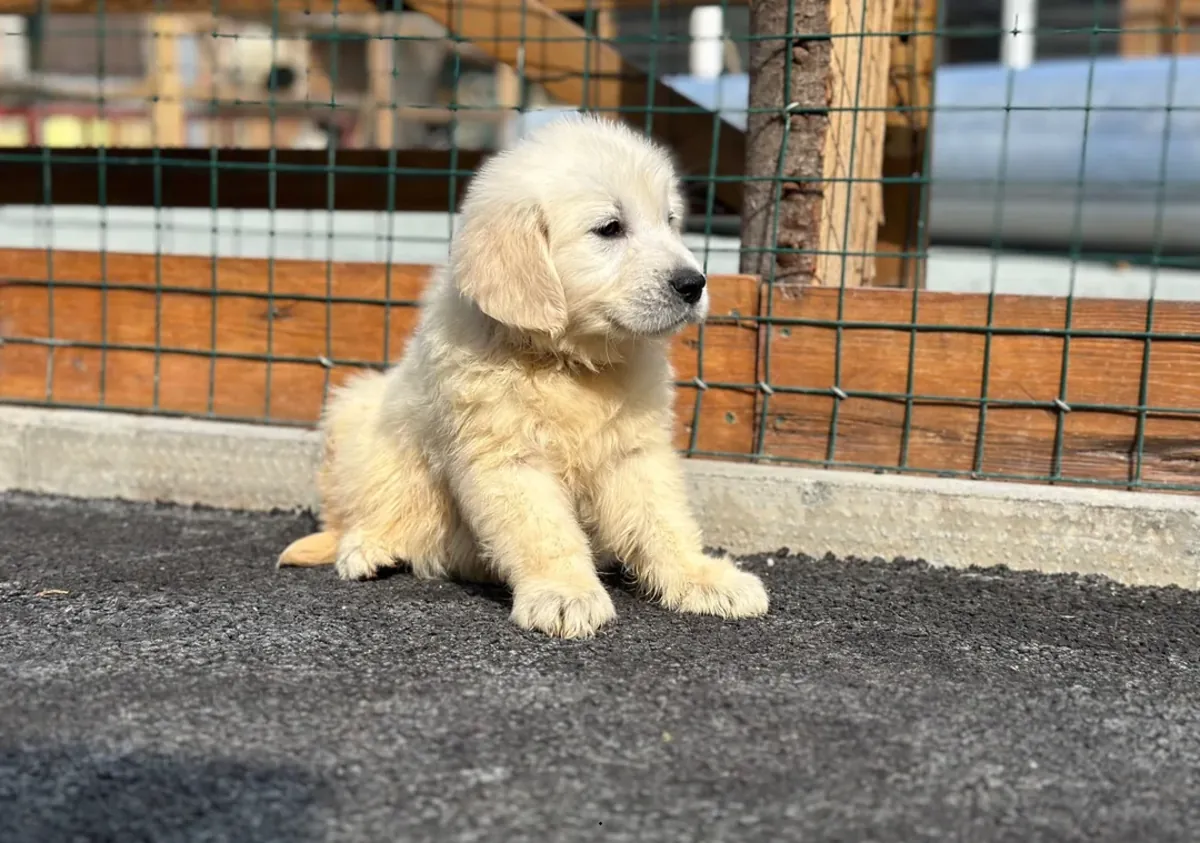 可爱的金毛猎犬幼犬，活泼且亲切
