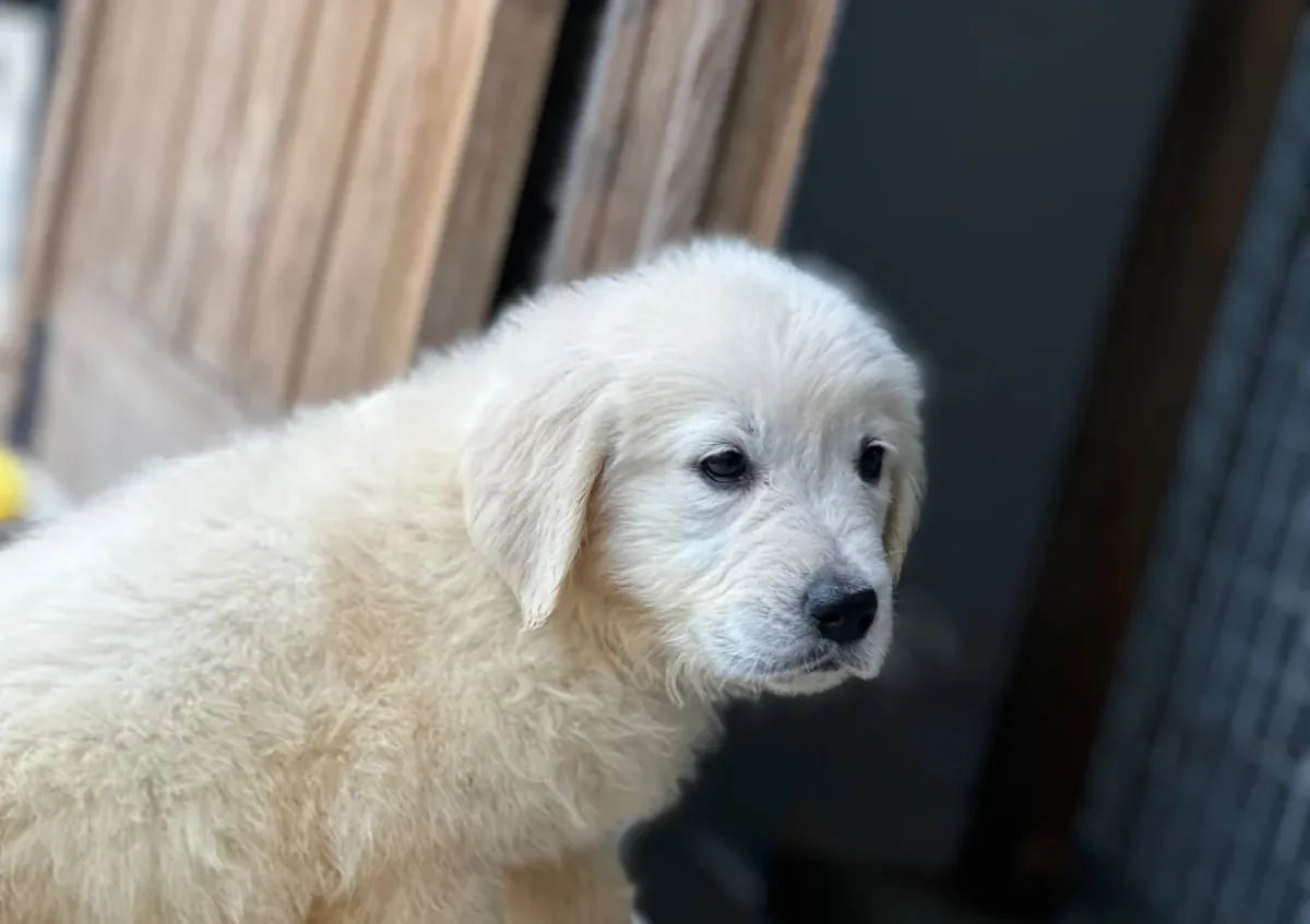华丽的金毛寻回犬幼犬，雄性和雌性，现可供领养。