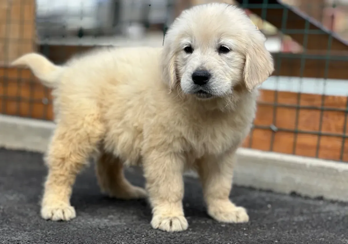 华丽的金毛寻回犬幼犬，雄性和雌性，现可供领养。