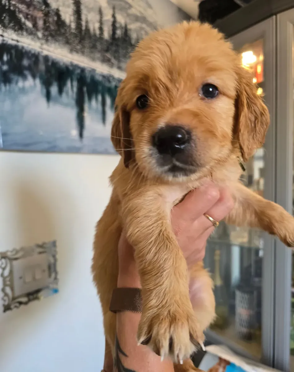 华丽的金毛寻回犬幼犬