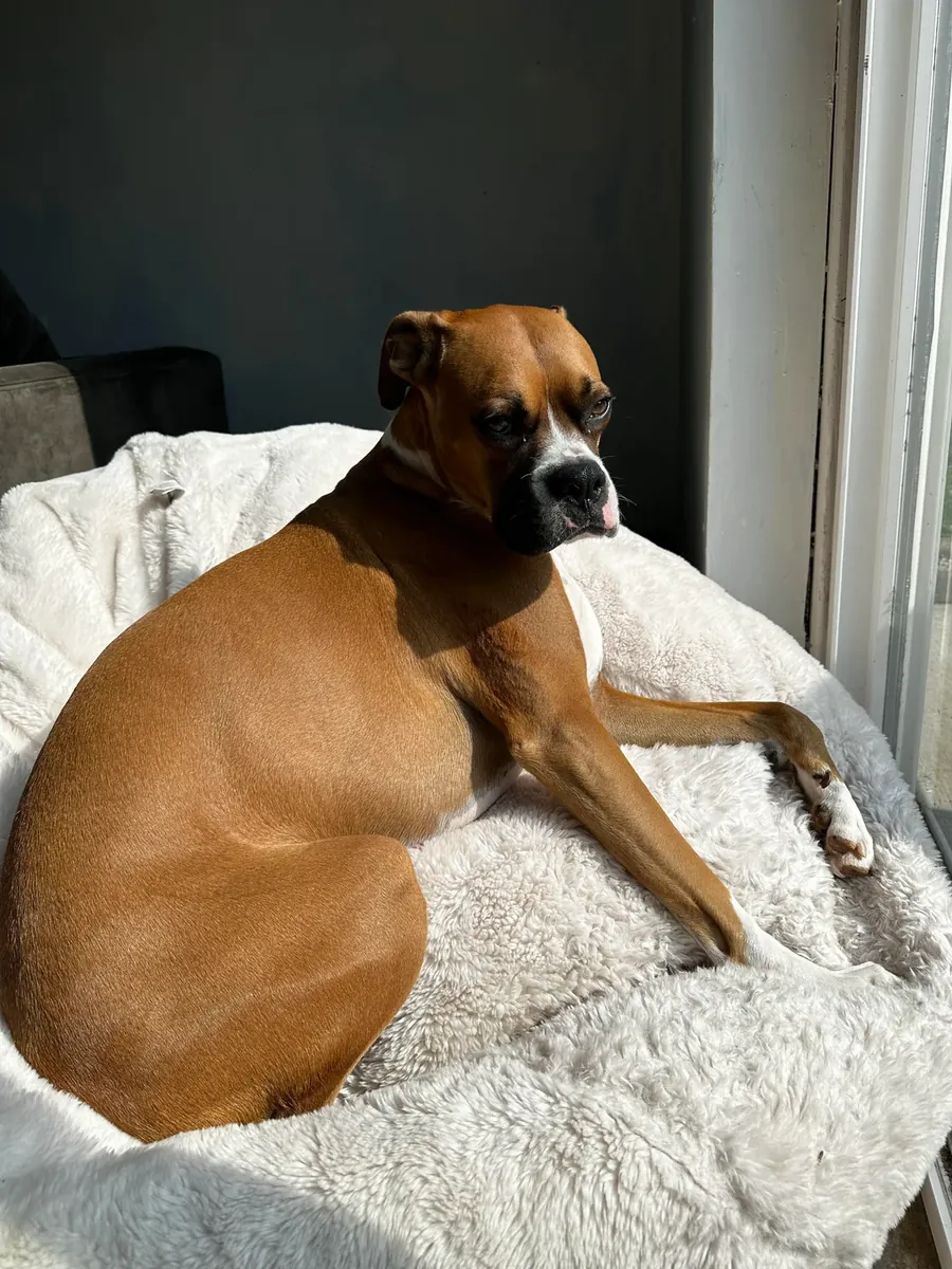 一只喜欢和人待在一起的拳师犬