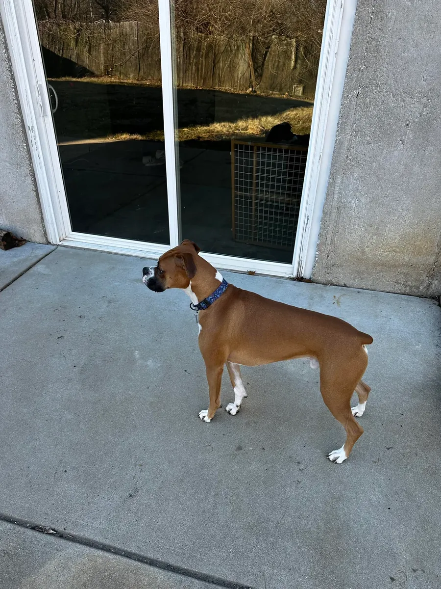 一只喜欢和人待在一起的拳师犬