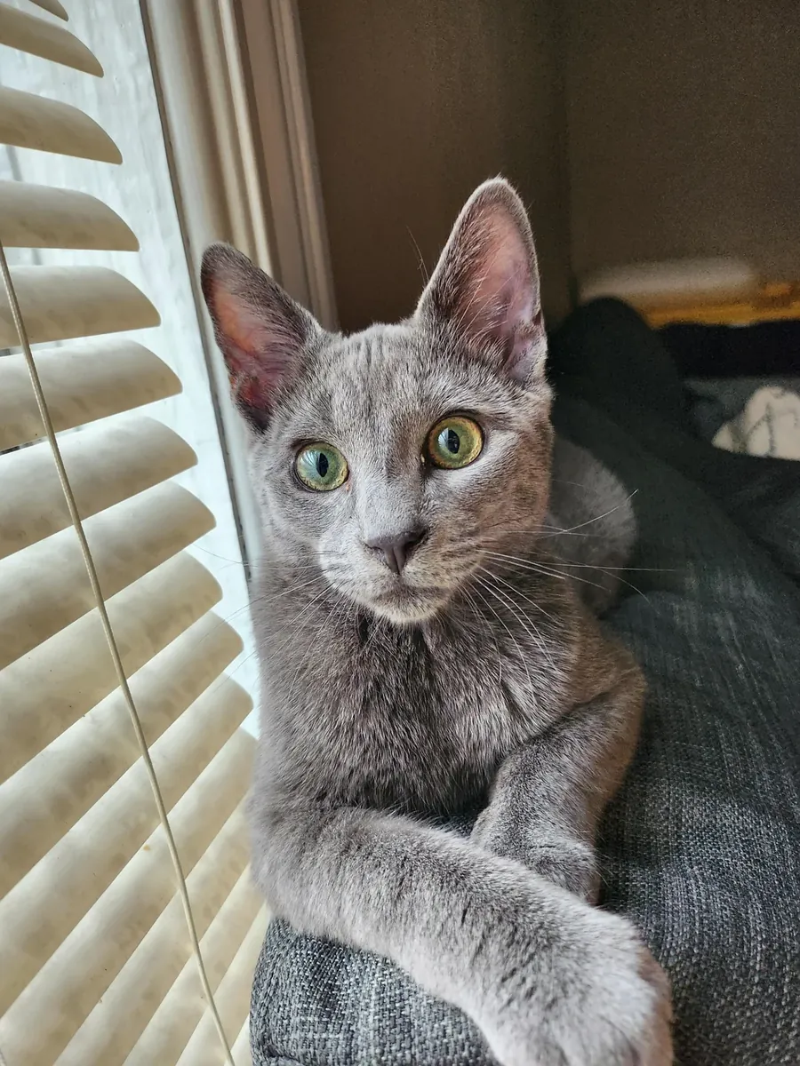 俄罗斯蓝猫，室内饲养