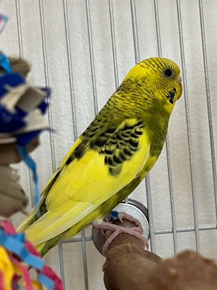 Волнистый попугайчик вырос в семейной обстановке.