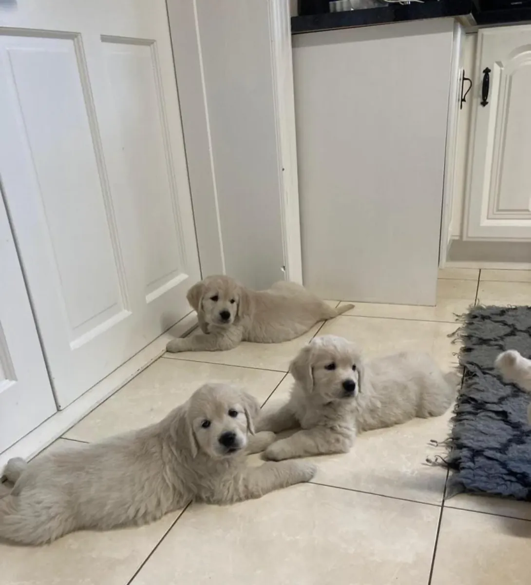 美丽的雄性和雌性金毛寻回犬幼犬供您选择