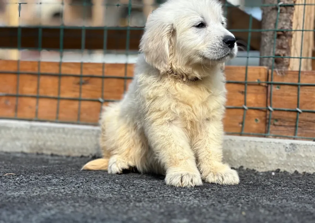 Søte og herlige golden retriever-valper til adopsjon