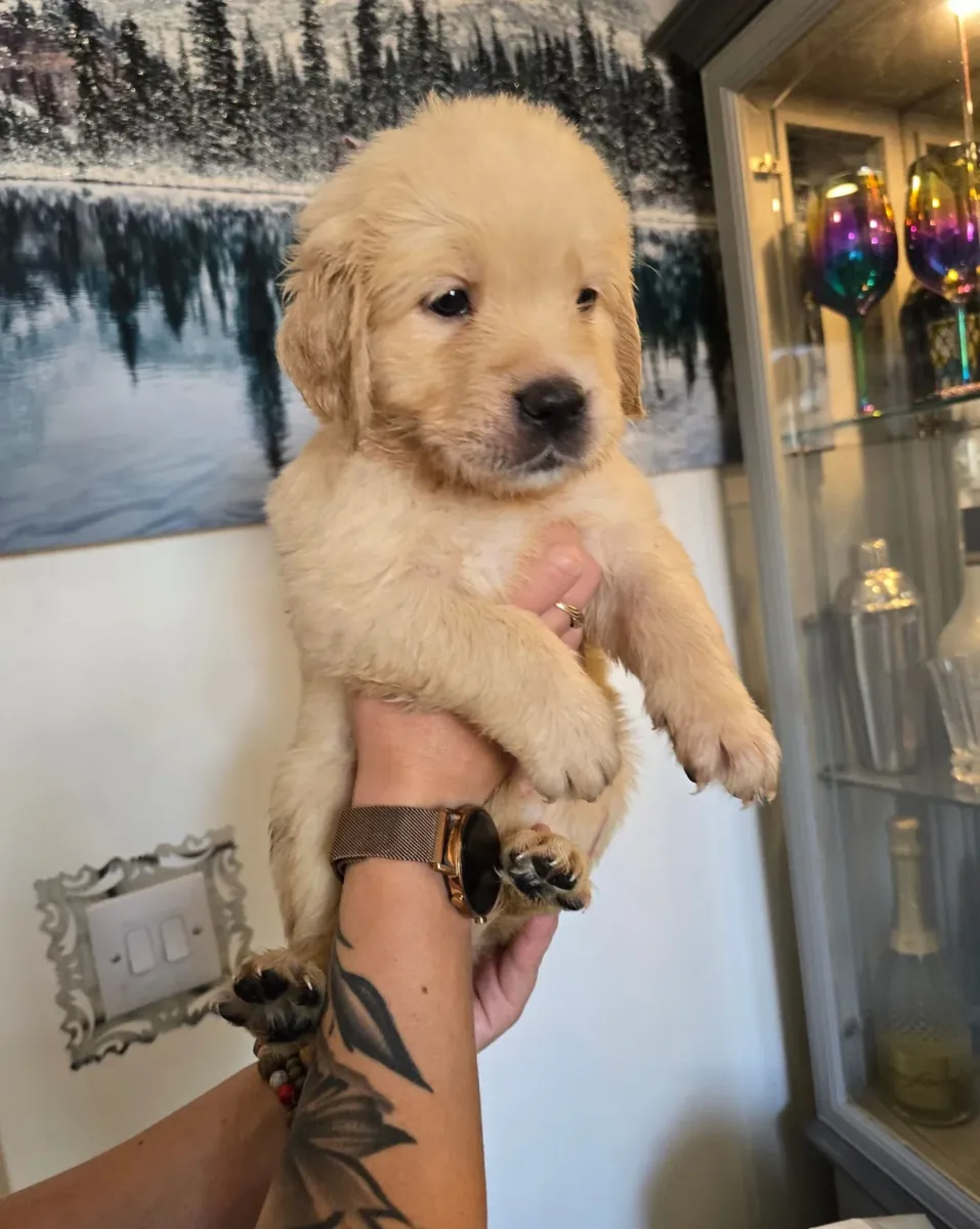 金毛寻回犬幼犬可供领养