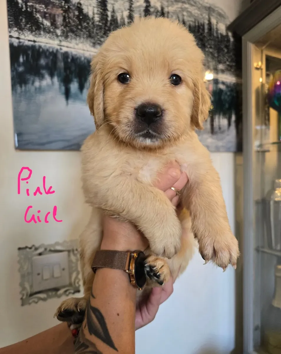 金毛寻回犬幼犬可供领养