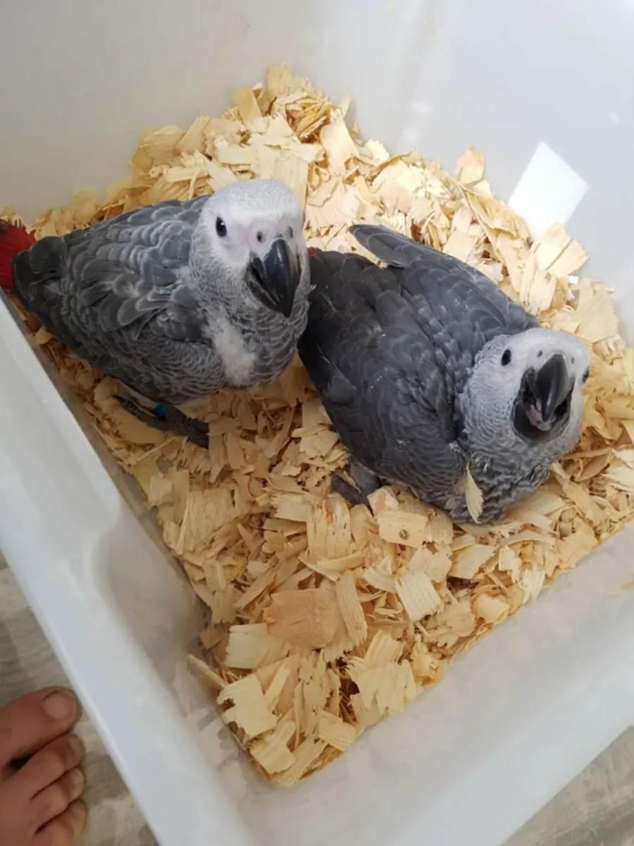 Perroquets gris d'Afrique du Congo à adopter
