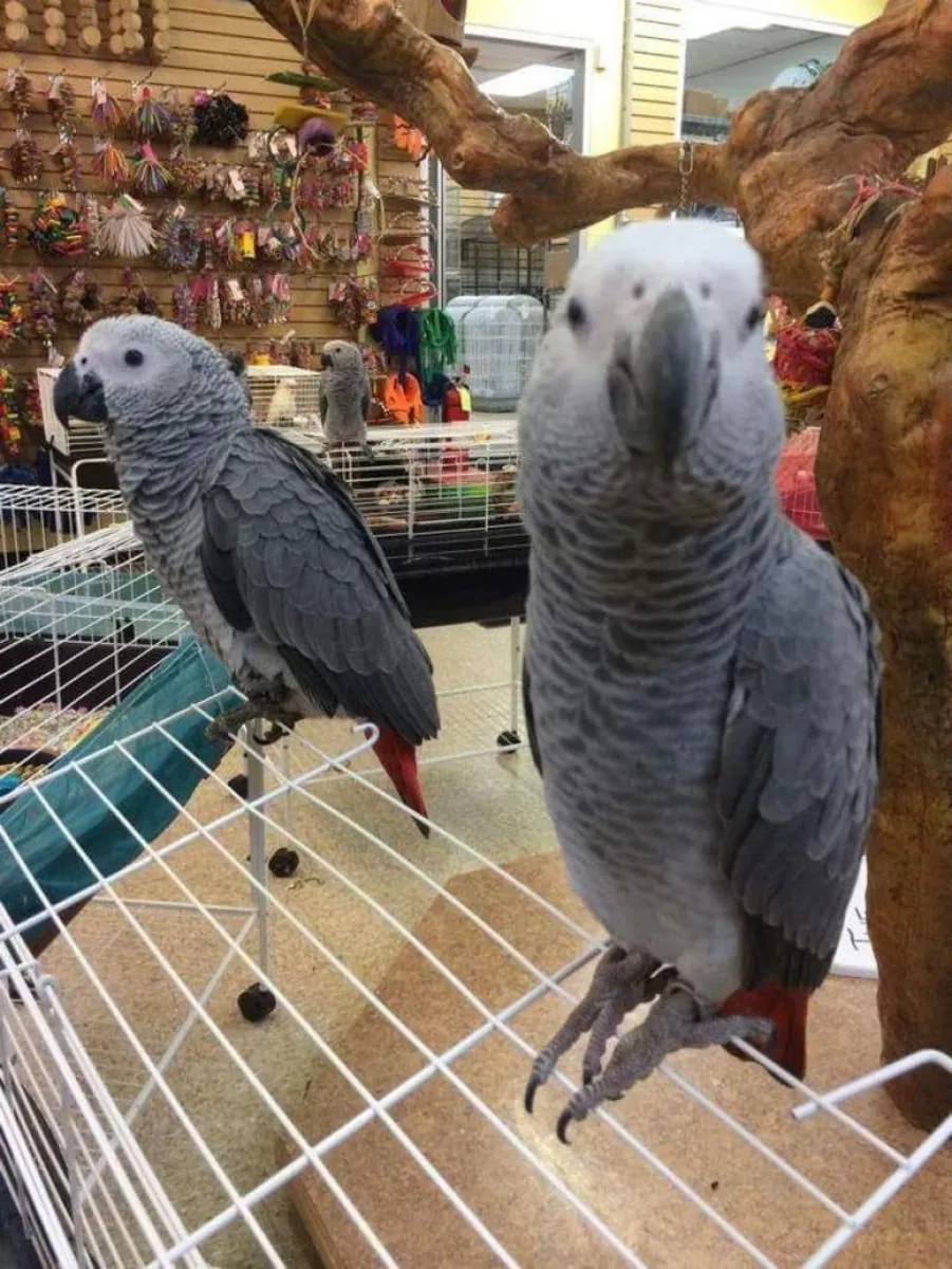 Perroquets gris d'Afrique du Congo à adopter