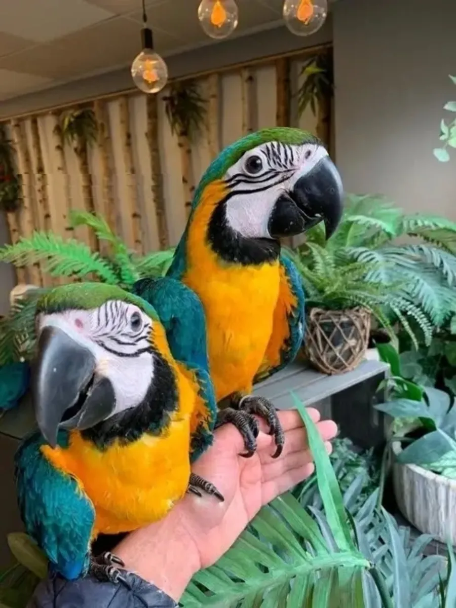 Jolies Paires de Perroquets Parlants à Adopter