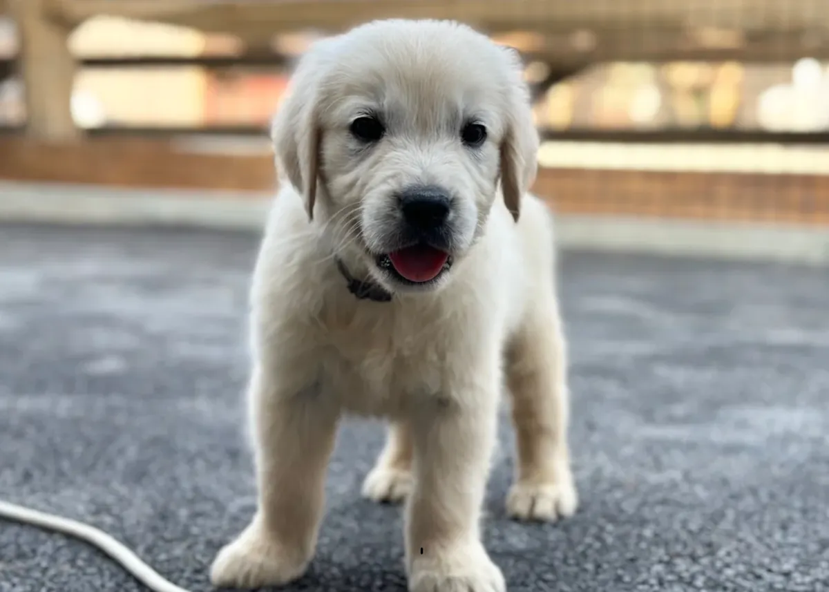 奇妙的浅奶油色金毛寻回犬幼犬