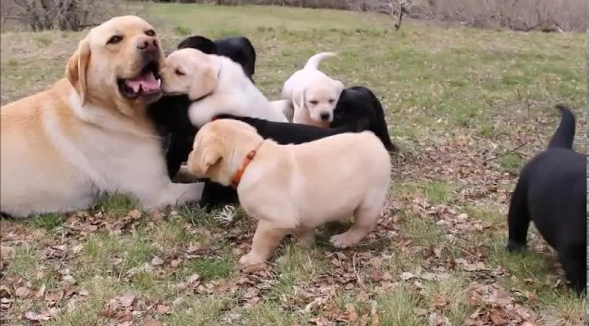 Cède chiots labrador retriever pure race
