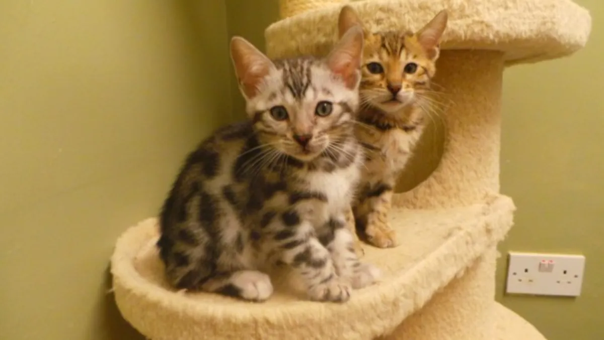 Superbes chatons Bengal – 1 fille et 2 garçons prêts Email : jacobmatirns@gmail.com