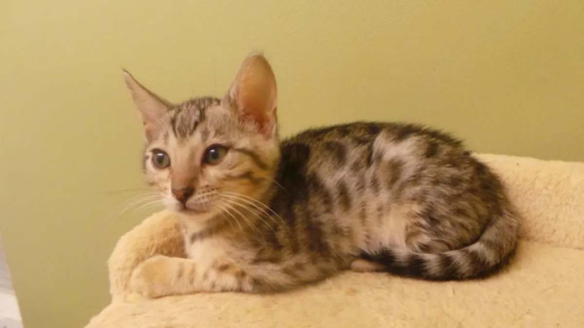 Superbes chatons Bengal – 1 fille et 2 garçons prêts Email : jacobmatirns@gmail.com