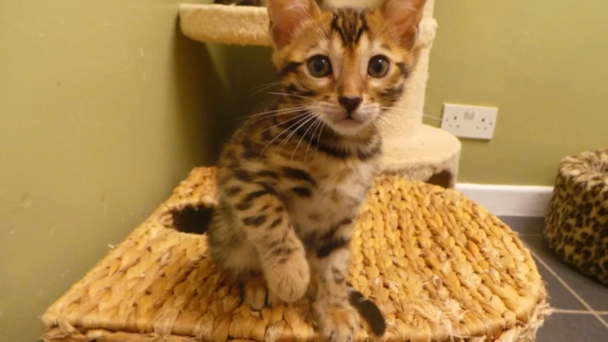 Superbes chatons Bengal – 1 fille et 2 garçons prêts Email : jacobmatirns@gmail.com