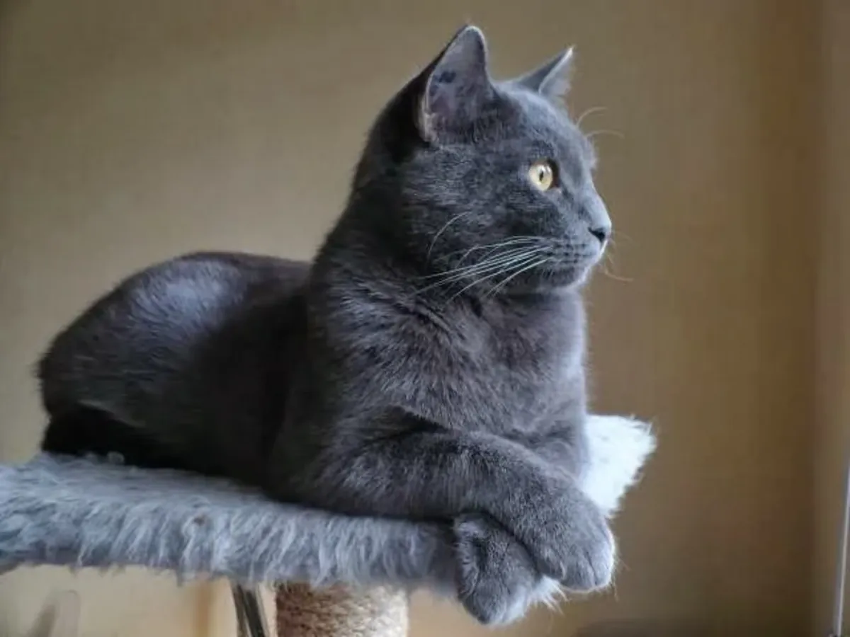 Chat chartreux élevé en appartement
