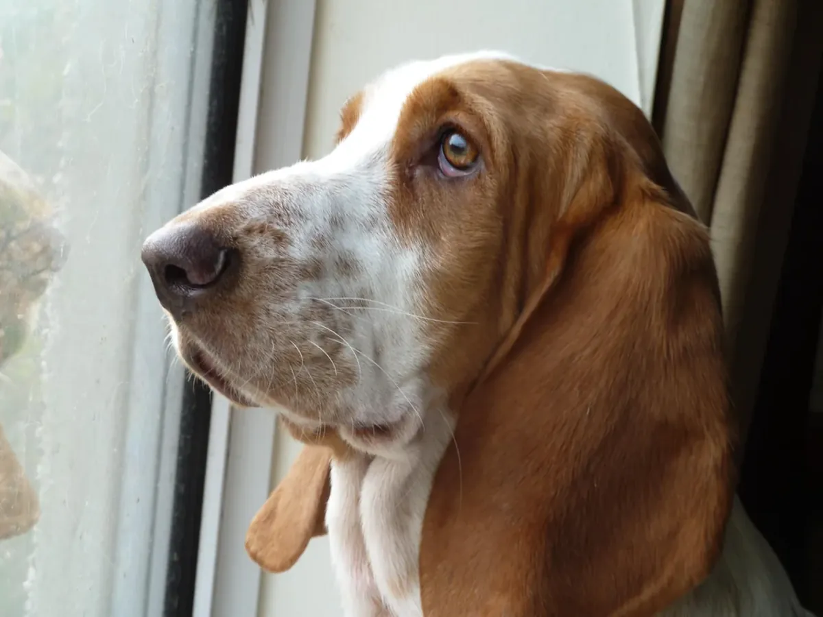 Basset hound calme pour foyer patient