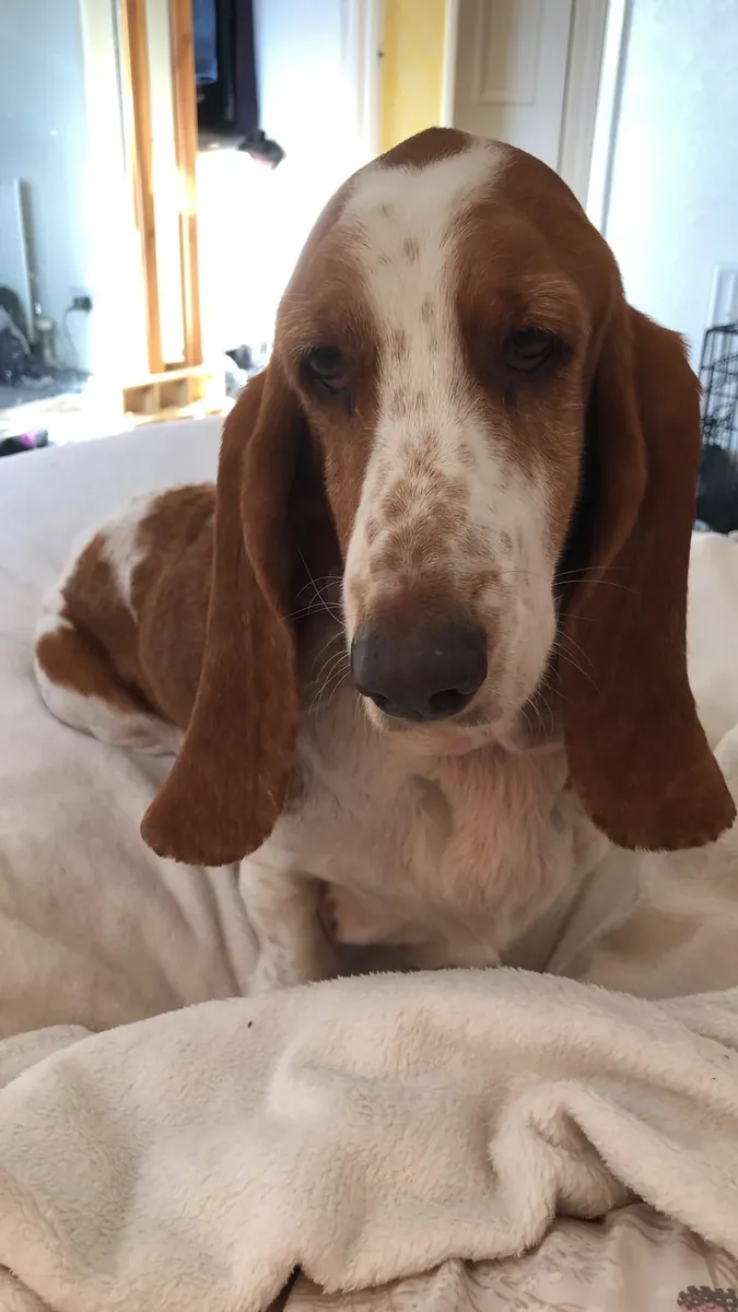 Basset hound calme pour foyer patient