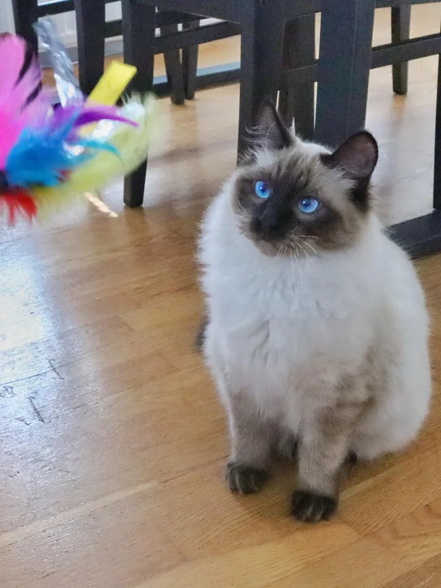 Chat balinais habitué à la présence humaine