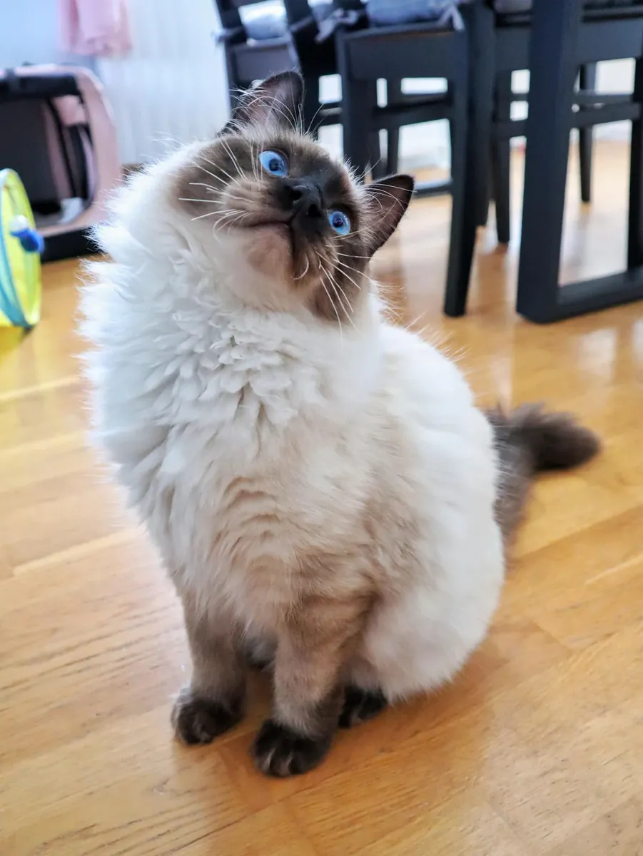 Chat balinais habitué à la présence humaine