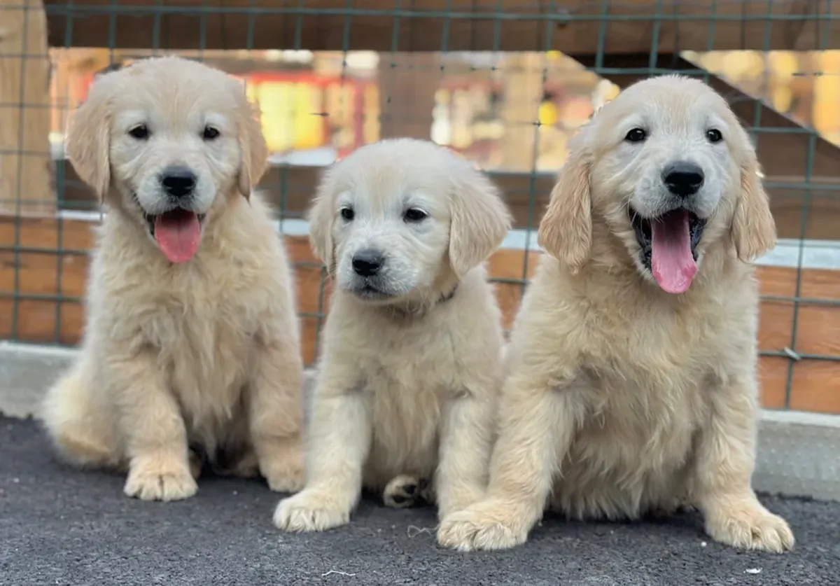 Chiots exceptionnellement beaux de golden retriever à adopter