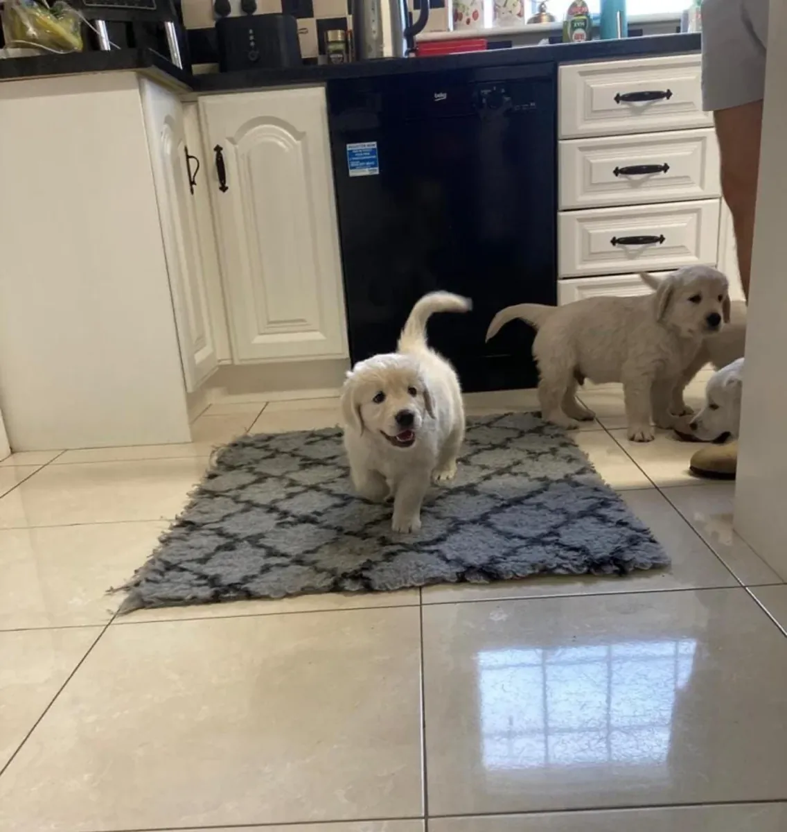 Chiots exceptionnellement beaux de golden retriever à adopter