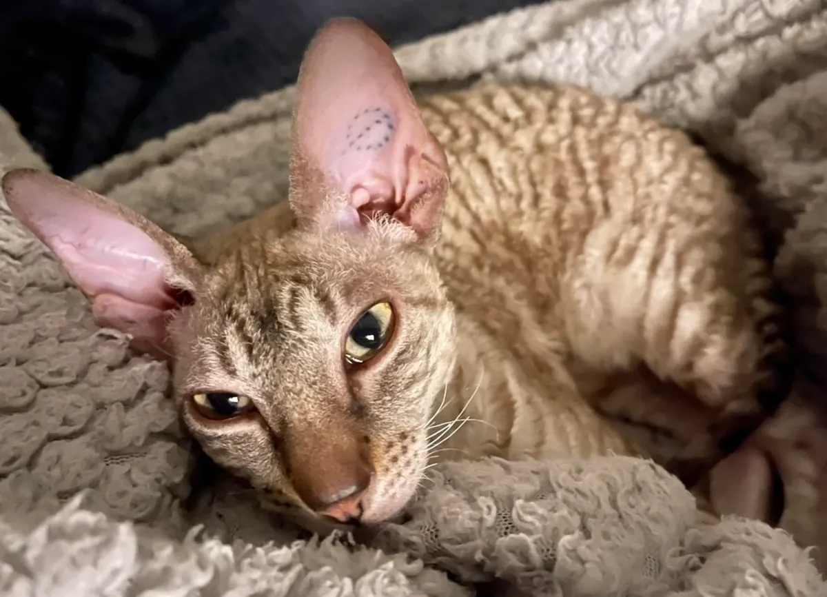 非常好奇的康沃尔雷克斯猫