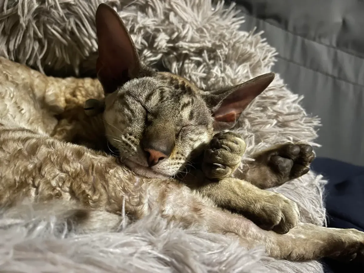 非常好奇的康沃尔雷克斯猫