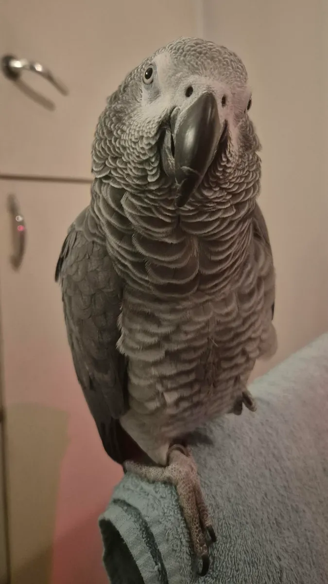 习惯住在客厅里的亚马逊鹦鹉