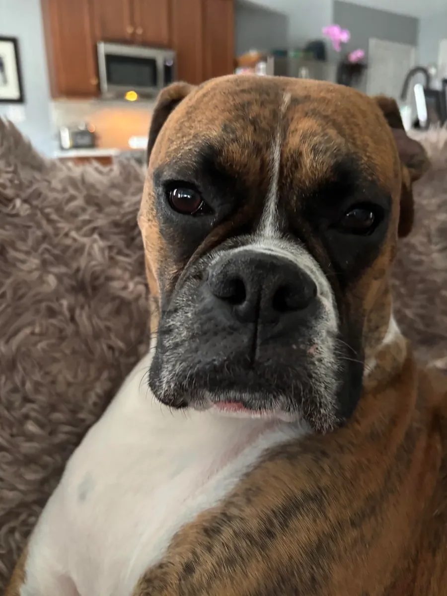 喜欢与人相处的拳师犬