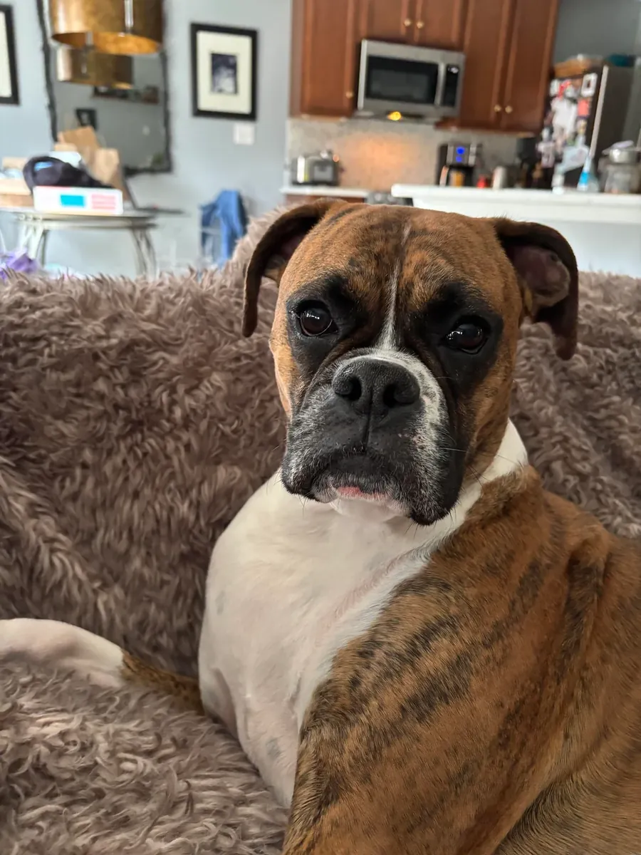 喜欢与人相处的拳师犬