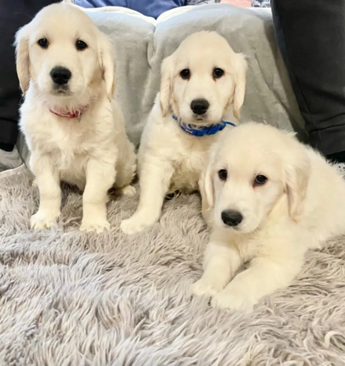 可爱的金毛猎犬幼犬准备好迎接充满爱的家庭
