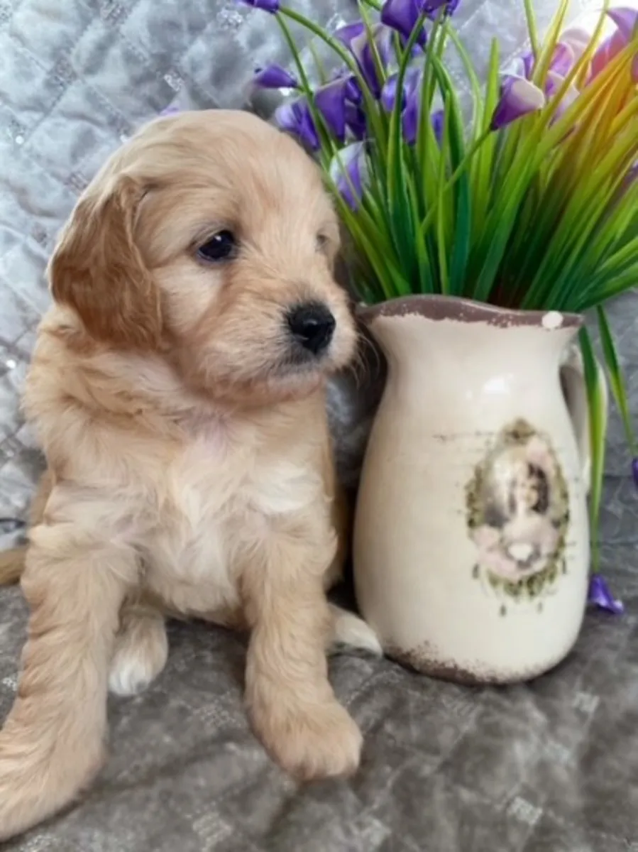 Chiots Golden Retriever doux et joueurs