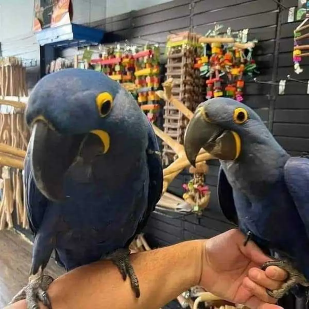 Beautiful and Talking Hyacinth Macaw Parrots  Email: victoriavanessa927@gmail.com