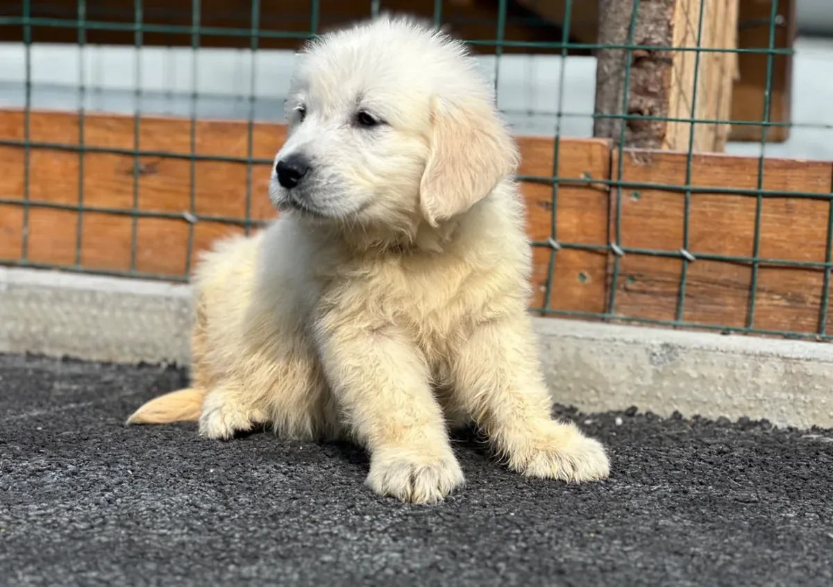 Magnifiques chiots Golden Retrievers AKC à adopter