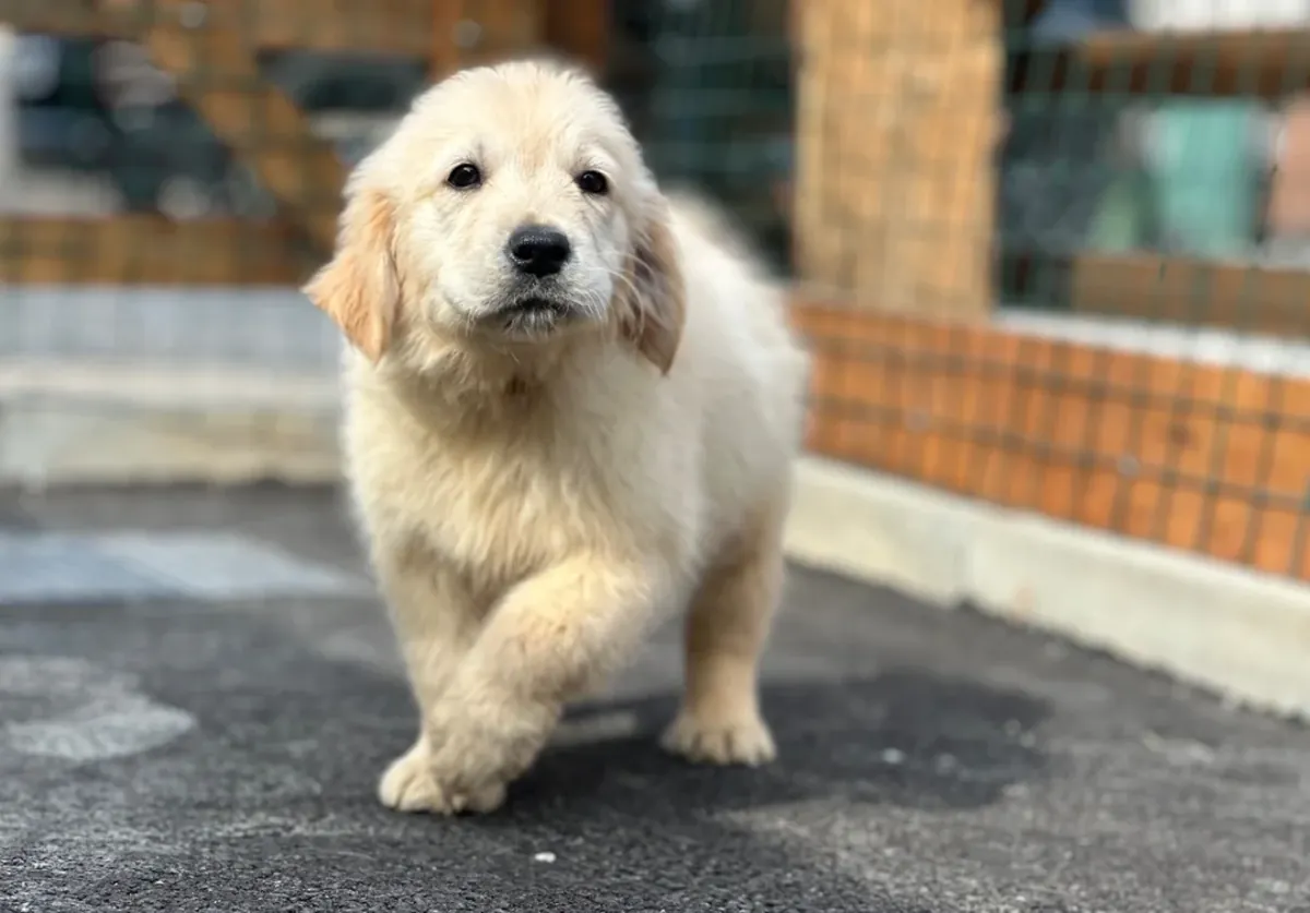 现在可用的漂亮金毛寻回犬小狗