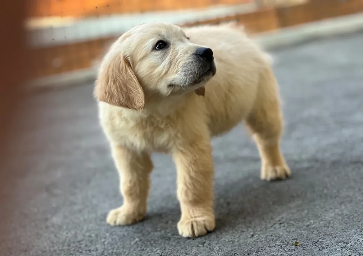 MIGNONS ET BEAUX CHIOTS GOLDEN RETRIEVER À REPRENDRE