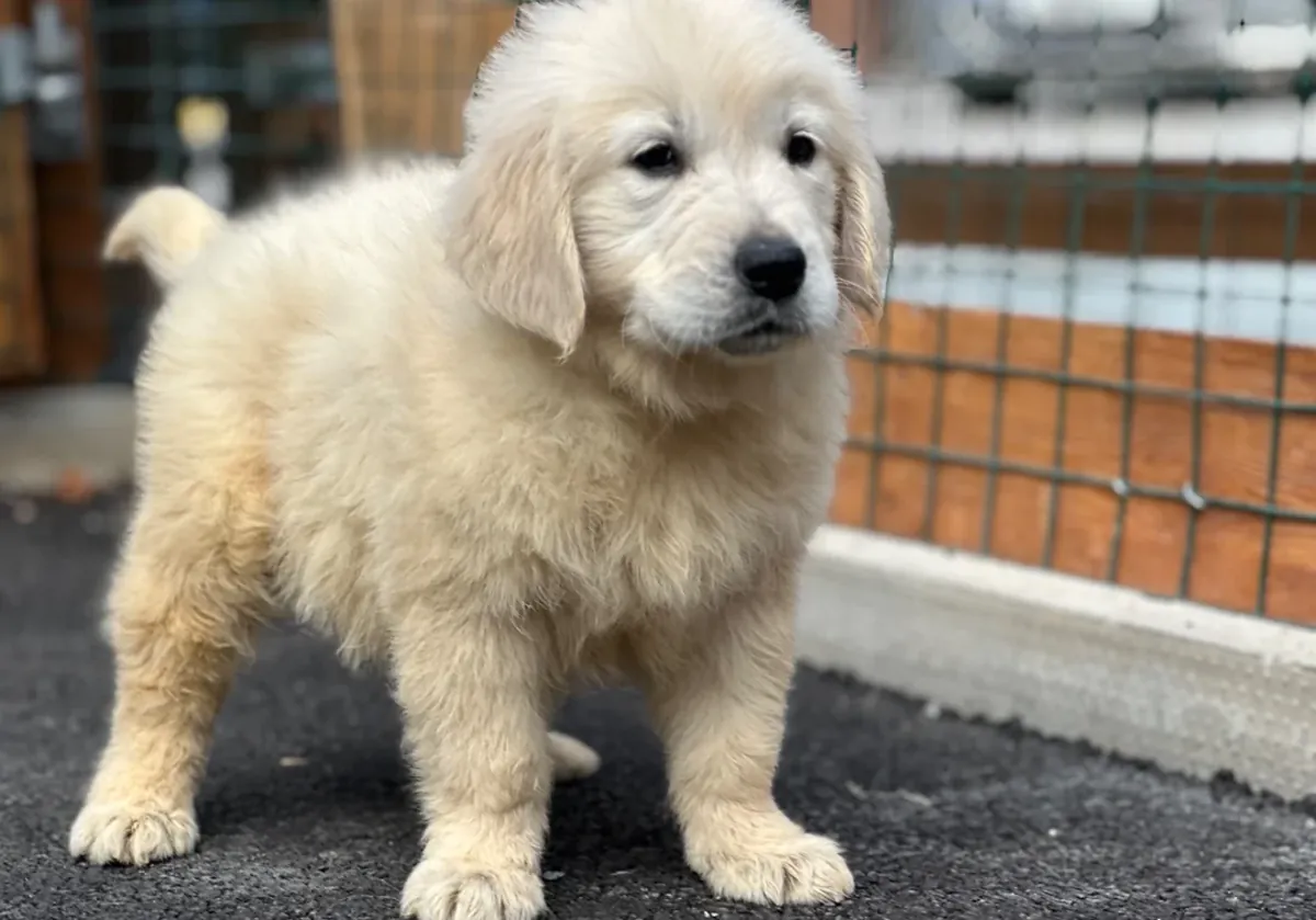 Chiot golden retriever confiant et magnifique à adopter