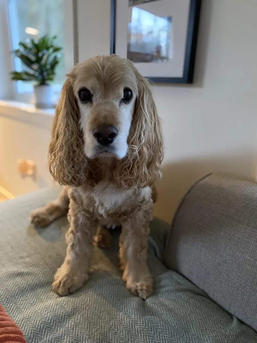 Cocker spaniel acostumbrado a la vida familiar