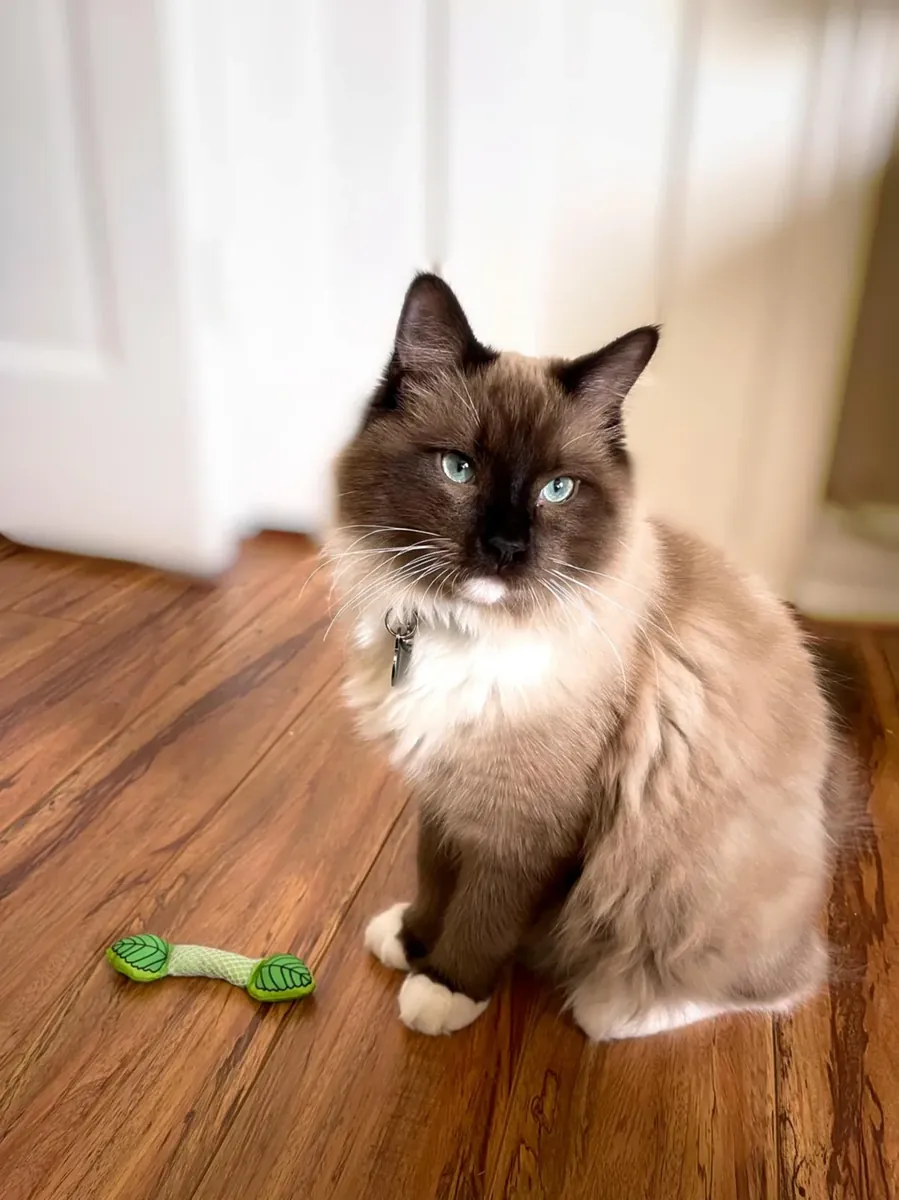 Apartmanda büyütülmüş Ragdoll cinsi kedi.