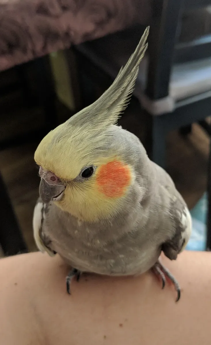 Cacatúa ninfa criada en ambiente doméstico