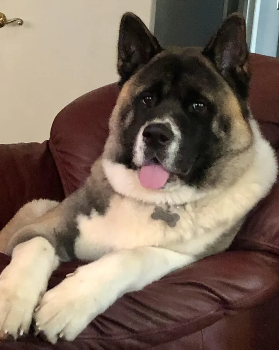 Akita cinsi köpekler sakin bir eve alışkındır.