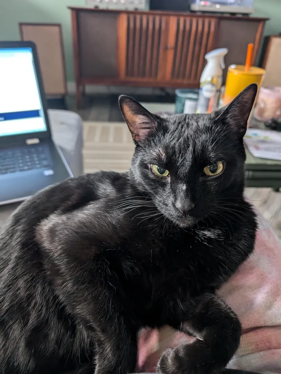 Çok meraklı bir Oriental Shorthair kedisi.