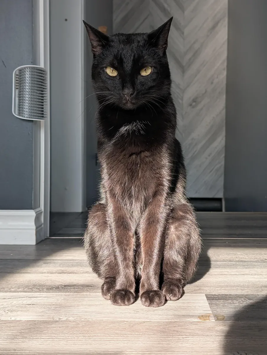 Çok meraklı bir Oriental Shorthair kedisi.